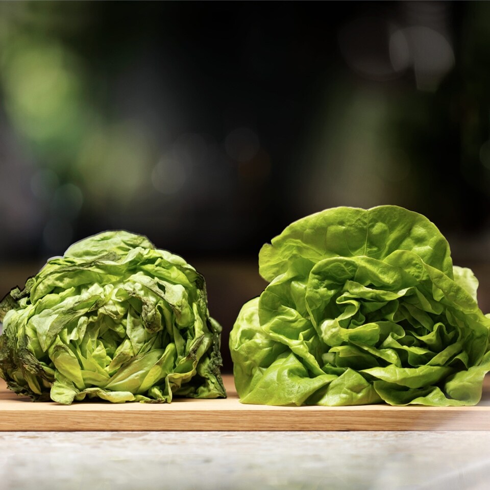 Lettuce Lettuce